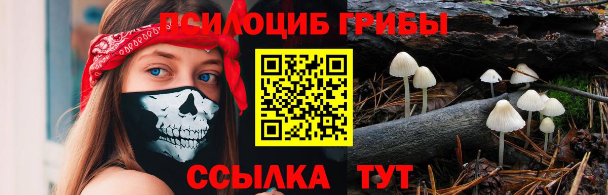 Псилоцибиновые грибы Psilocybine cubensis Муром